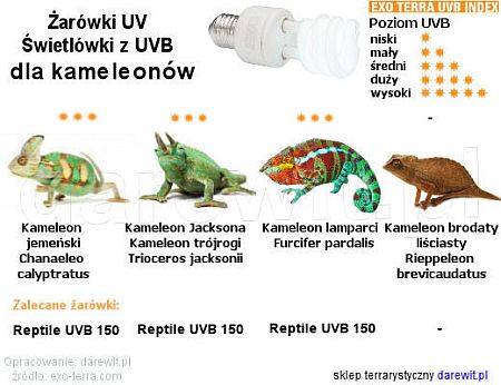 Jakie żarówki UVB wybrać dla kameleonów, sklep terrarystyczny Warszawa